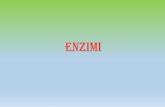 ENZIMI - enzimi e cinetica... · Gli enzimi sono i catalizzatori dei processi biologici. Possono essere proteine globulari oppure acidi nucleici (ribozimi) Sono in grado di aumentare