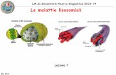 LM Sc.Biosanitarie Ricerca Diagnostica 2013-14 Le malattie ... · ☛ Sfingolipidosi (glicolipidosi) mancano gli enzimi per la degradazione delle sfingomieline, dei cerobrosidi e