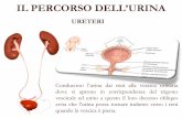IL PERCORSO DELL’URINA - disputer.unich.it · L’uretra è il tratto terminale dell’apparato urinario che collega il pavimento della vescica all’esterno del corpo. IL PERCORSO
