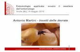 Antonio Martini - Insetti delle derratecorsi.unibo.it/verdepaesaggio/Documents/Martini.pdf · Insetti delle derrate Adulti di Blattella germanica su una fetta di pane . Insetti delle