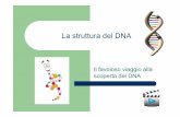 La struttura del DNA · acidi nucleici si trovano nel nucleo di una ... Si duplicano il DNA e i centrioli, ma i cromosomi non sono distinguibili all’interno del nucleo. In alcuni