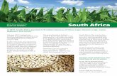 South Africa - ISAAA. adoption in south africa South Africa planted insect resistant cotton, its