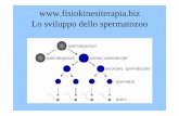 Lo sviluppo dello spermatozoofisiokinesiterapia-news.it/NewDownload/la spermatogenesi.pdf · e, in questo preparato, ... gonadi maschili ... glicerilfosfato da un enzima presente