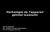 Pathologie de l’appareil génital masculinepathologies.com/acad/Robbins_pdf/10_App_Gen_Masculin.pdf · Tumeurs testiculaires – Tumeurs germinales: 95% , agressives mais curables