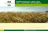 Coltivazione del riso con metodo biologico · delle infestanti e le differenze ecologiche tra tecniche convenzionali di coltivazione e metodo ... da sovesciare prima della coltivazione