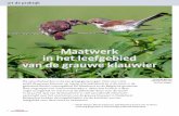 Maatwerk in het leefgebied van de grauwe klauwier - Sovon.nl · > De grauwe klauwier is de laatste twee decennia in Nederland weer aan een opmars bezig. Met naar schatting 400-500