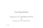 Professeur J.P. GANIERE (ENVN) Et - roneo07.free.frroneo07.free.fr/Cours_brucellose_ENVT_2009.pdf · Placentite exsudative et nécrotique décollement utéro-chorial et adhérences