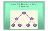 La meiosi · loro i cromosomi omologhi durante zigotene e pachitene e facilita lo scambio Un ovocita in profase I; DNA in blu, sinaptonema in rosso, cromosomi X in