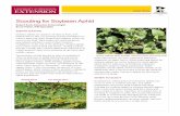 Scouting for Soybean Aphid - swroc.cfans.umn.edu · JUNE%2015% Scouting for Soybean Aphid Robert’Koch,’ExtensionEntomologist’ BrucePotter,’IPM’Specialist IDENTIFICATION%