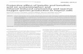 Protective effect of betulin and betulinic acid on ... effect of.pdf · Corresponding author: Dr. Agnieszka Szuster-Ciesielska, Department of Virology and Immunology, Maria Curie-Skłodowska