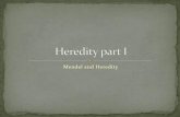 Mendel and Heredity - akbrownscience.weebly.com · What did Gregor Mendel discover about heredity? •Gregor Mendel was an Austrian monk – in the 1800’s. He did the first controlled