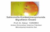 Biyofilmin Önemi - etkinilac.com.tr · Salmonella Kontaminasyonunda Biyofilmin Önemi Prof. Dr. Hakan YARDIMCI Ankara Üniversitesi Veteriner Fakültesi Mikrobiyoloji Anabilim Dalı