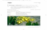 16 III-4 Cananga odorata 54EL.qxp:00 Musterseite NEU · Cananga odorata III-4 Enzyklopädie der Holzgewächse – 54. Erg.Lfg. 01/10 3 Flowers, fruits and seeds The highly fragrant,