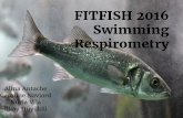 Swimming Respirometry FITFISH 2016 · Swimming Respirometry Alina Antache Caroline Navjord Núria Vila ... Calibration of O2 sensors (0% with natrium sulfit and 100% with oxygenated