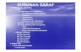 SUSUNAN SARAF - Direktori File .SUSUNAN SARAF AA. SARAF PUSAT (CENTRAL) 1. OTAK ((aa))Otak Depan
