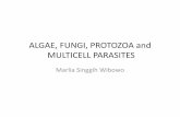 ALGAE, FUNGI, PROTOZOA MULTICELL PARASITESdownload.fa.itb.ac.id/filenya/Handout Kuliah/Mikrobiologi Farmasi... · nucleus, dan aktivitas protoplasma terpusat pada ...