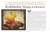 Edible Vaccines - mcdb.ucla.edu · and tetanus) must be readministered periodically. Classic vaccines pose a small but troubling risk that the vaccine microorganisms will somehow