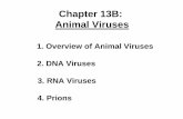 Chapter 13B: Animal Viruses - Los Angeles Mission College - Homelamission.edu/lifesciences/Steven/Micro20 Chapter 13B.pdf · Chapter 13B: Animal Viruses 1. Overview of Animal Viruses