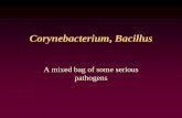 Corynebacteria, Bacillus & Neisseria - TPIDA | Tropical ...tpida.org/files/CorynebacteriumBacillus.pdf · Bacillus anthracis • Gram +, spore-former • Zoonotic disease (cattle,