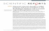 Flavonol-induced changes in PIN2 polarity and auxin ... · FLAVONOL SYNTHASE 1, FLS1, and in Arabidopsis thaliana consist of kaempferol, quercetin, and isorhamnetin that are glycosylated