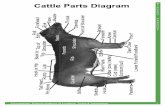 Cattle Parts Diagram S T U D E N H A N D O U · S T U D E N T H A N D O U T Accompanies: External Anatomy of Livestock: Terms & Terminology 1 ... S T U D E N T H A N D O U T Accompanies: