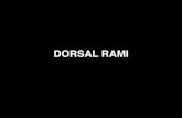 DORSAL RAMI - Biology Courses Dorsal Rami DORSAL RAMI Muscular and cutaneous distribution Special cases