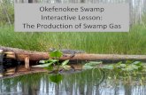 Okefenokee Swamp Interactive Lesson: The Production of ...okeswamp.com/include/TheProductionofSwampGas.pdf · Okefenokee Swamp Interactive Lesson: The Production of Swamp Gas. What