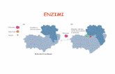 ENZIMI - axadacatania.com · glicogeno fosforilasi 1. 2. La fosforilazione causa nella fosforilasi un drastico cambiamento conformazionale . La glicogeno fosforilasi èregolata da