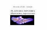 PLATYHELMINTHES (flatworms, tapeworms)raiken/Courses/INACTIVE/1001new/...Trematoda - flukes - vertebrate parasites Platyhelminthes - Classification 2. Trematoda - flukes Platyhelminthes