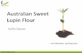 Australian Sweet Lupin Flour - skinnybik.com Valley Australian Sweet Lupin... · Lupinus albus Europe, S. Africa & Australia Yellow lupin Lupinus luteus Poland, Russia & Germany 7