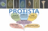 In General - westlakeeagles.weebly.comwestlakeeagles.weebly.com/uploads/1/.../protista_powerpoint_updated...REview •1) Name the three categories of protista. •2) Which category
