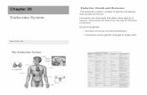 The endocrine system consists of glands and tissues biology- · PDF fileThe endocrine system consists of glands and tissues that secrete hormones Hormones are chemicals that affect