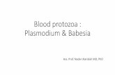 Blood protozoa : Plasmodium & Babesiadoctor2016.jumedicine.com/wp-content/uploads/sites/6/...Plasmodium •Plasmodium is a genus of parasitic alveolates, many of which cause malaria