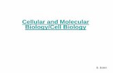Cellular and Molecular Biology/Cell Biology - unizg.hr · Cell Biology II – nucleus (cell cycle, meiosis, C – mitosis) Molecular Biology –DNA molecule, transcription, mRNA,