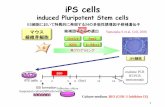 ES細胞において特異的に発現する24の多能性誘導 …‡症心不全 体細胞採取 1.iPS細胞樹立 iPS細胞 2．心筋分化誘導 iPS由来 心筋細胞 iPS由来心筋
