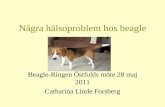 Några hälsoproblem hos beagle - h24-files.s3.amazonaws.comh24-files.s3.amazonaws.com/9266/542081-nrT6w.pdf · Status epileptikus – när kramperna inte upphör. Hunden kan dö.