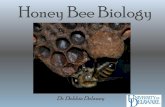 Honey Bee Biology - EAS Eastern Apiculture Association · Honey Bee Biology Dr. Debbie Delaney . Morphology of the Honey Bee The honey bee has three body divisions Head Thorax ...