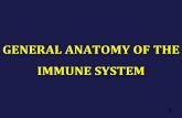 GENERAL ANATOMY OF THE IMMUNE SYSTEManatom.in.ua/wp-content/uploads/12.-IMMUNE-SYSTEM-anatom.in_.ua... · glandula suprarenalis glandula thyroidea gaster testis 6 . 7 . the bone marrow