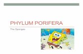 Phylum Porifera - BEHS Science homebehsscience.com/Miller/Zoo A/Documents/Phylum Porifera.pdf · General characteristics of phylum Porifera 1. Asymmetrical 2. Multicellular, with