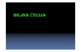BILJNA ĆELIJA - bio.bg.ac.rs · Diferencirane ćelije –jedna velika vakuola Tonoplast Uloga : održavanje turgorovog pritiska, reguliše pH citoplazme skladište proteina (proteaze),