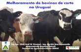 Melhoramento de bovinos de corte no Uruguaisbmaonline.org.br/sbma2015/palestras/ana_espasandin.pdf · Melhoramento de bovinos de corte no Uruguai Ing. Agr. (PhD) Raúl W. Ponzoni