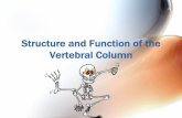 Structure and Function of the Vertebral Column - MCCCbehrensb/documents/Vertebralcolumnkmc.pdf · The vertebral column has a series of ... osteoporosis. How has it affected ... Parts