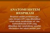 ANATOMI SISTEM RESPIRASI - akbidk fileANATOMI SISTEM RESPIRASI Respirasi adalah pertukaran gas, yaitu oksigen (O²) yang dibutuhkan tubuh untuk metabolisme sel dan karbondioksida (CO²)
