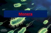 Monera - biology4you.com · Monera (bacteria) • Bacteria are found everywhere on the planet. • Some can even withstand high temperature and pressures. Note: a pathogen is a micro-organism
