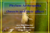 Phylum Arthropoda (Insects and their allies)¸¥ กษณะส าค ญของส ตว Phylum Arthropoda 1. ล าต วเป นปล องๆ อาจแบ งได