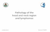 Pathology of the head and neck region and .IL-1b producing tumor Bone marrow tumor â€“BM stromal