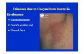 Erythrasma - gmch.gov.in lectures/skin/Bacterial_2.pdf · Staphylococcal Scalded Skin Syndrome (Ritter’s Disease) Etiology Staph. Strept.group A Exotoxin A&B. Pathogenesis- Exotoxin