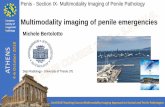European Society of Multimodality imaging of penile ... Penile emergencies M BERTOLOTTO.pdf · Urogenital Radiology 2nd ESUR Teaching Course Multimodality Imaging Approach to Scrotal