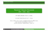 ”Bacterial”Genome Structures - Claude Bernard … ”Bacterial”Genome Structures 4BIM - AMIG - INSA M. Bailly-Bechet, from J. Lobry Universit´e Claude Bernard Lyon I – France