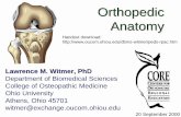 Orthopedic Anatomy - Ohio University · PDF fileOrthopedic Anatomy Lawrence M. Witmer, PhD Department of Biomedical Sciences College of Osteopathic Medicine Ohio University Athens,